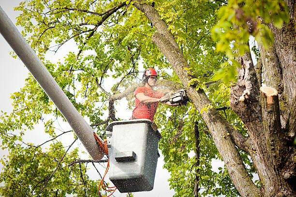 How Our Tree Care Process Works  in  Sylvania, GA